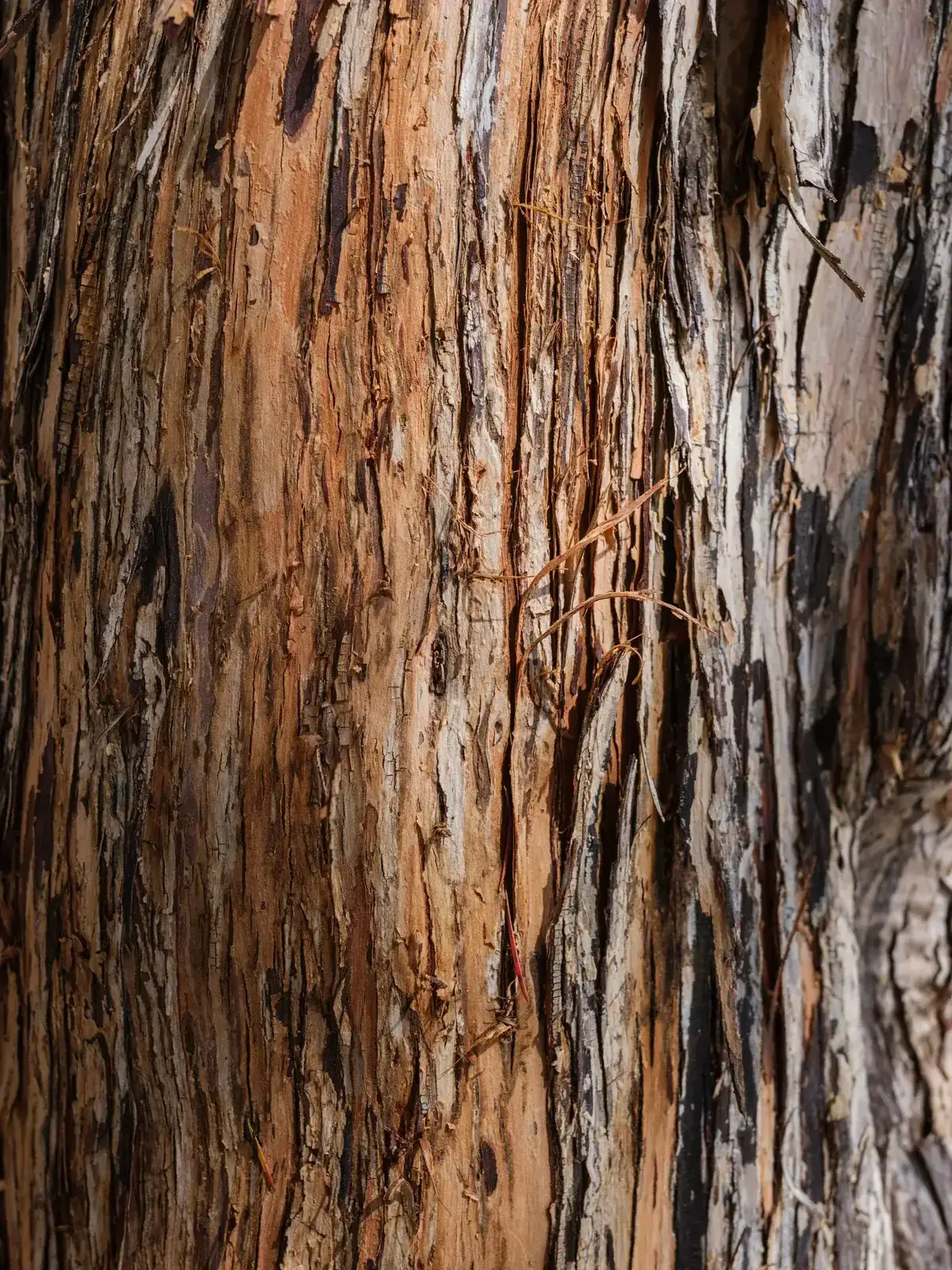 Detailed view of natural tree bark texture, showcasing rough surface and organic patterns