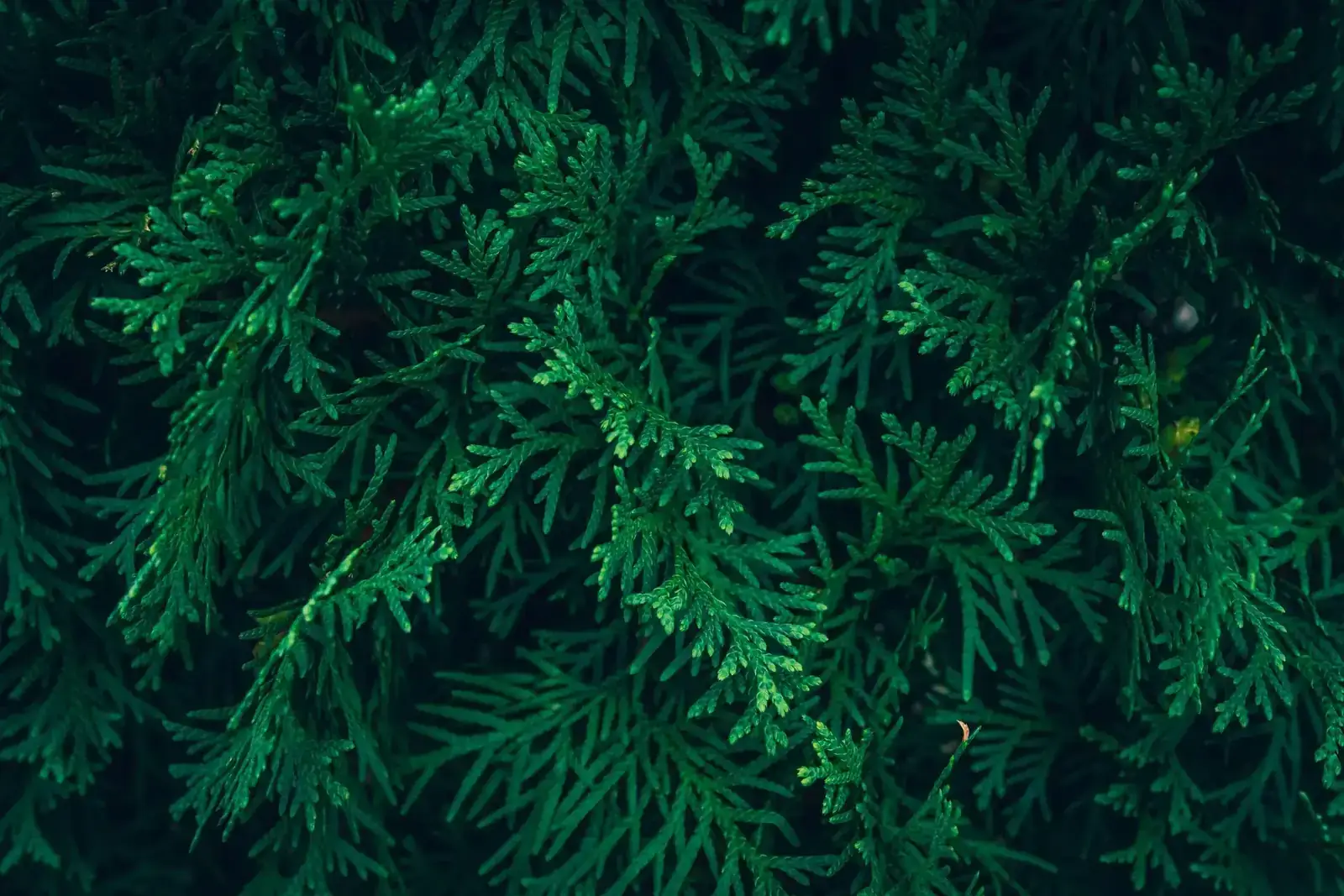 Detailed view of arborvitae branches showcasing rich greenery and texture