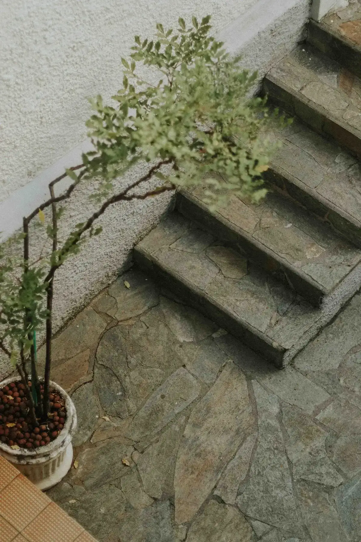 A rustic stone staircase next to a potted plant in an outdoor setting
