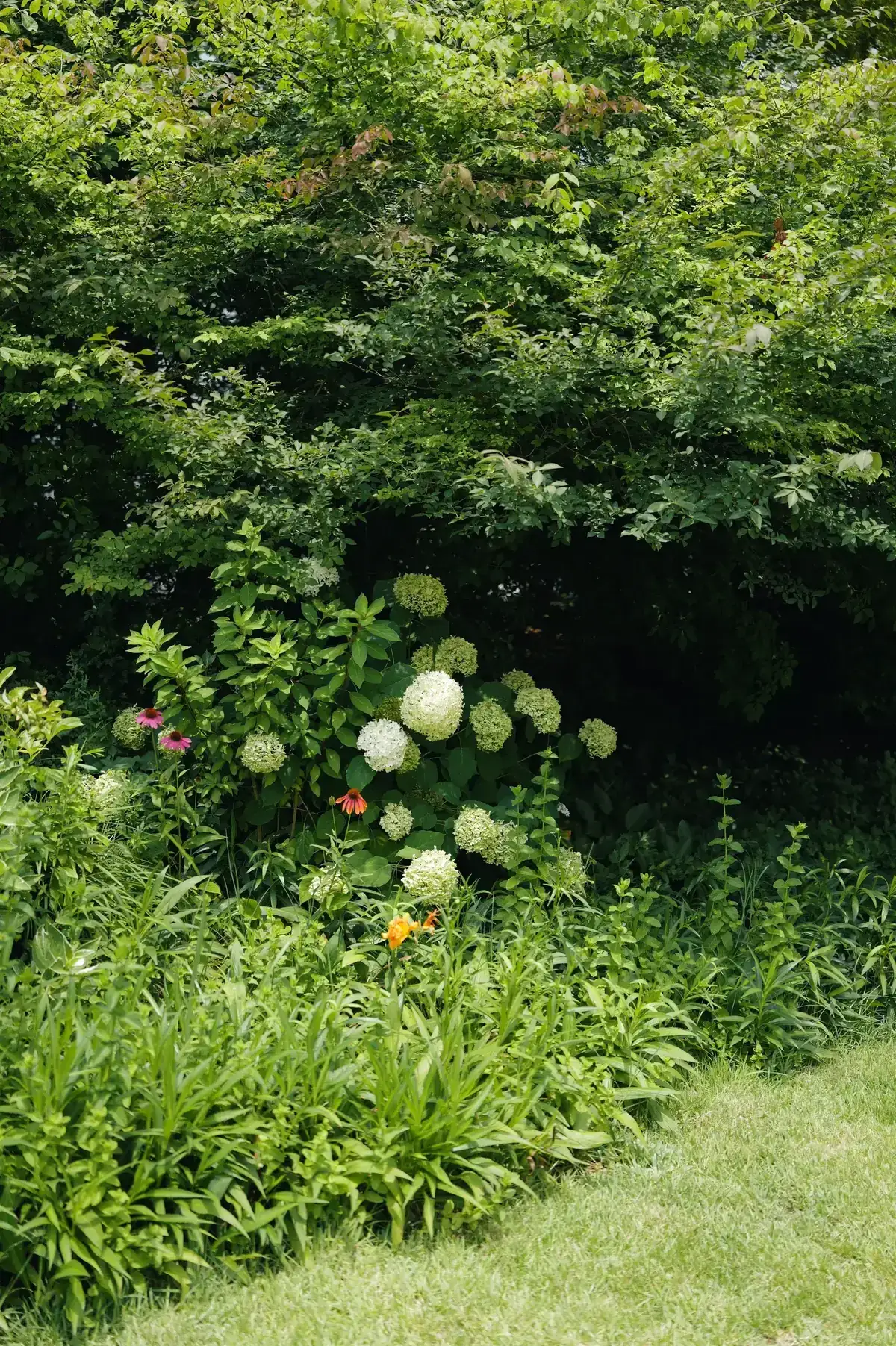 A vibrant summer garden featuring white hydrangeas and lush greenery