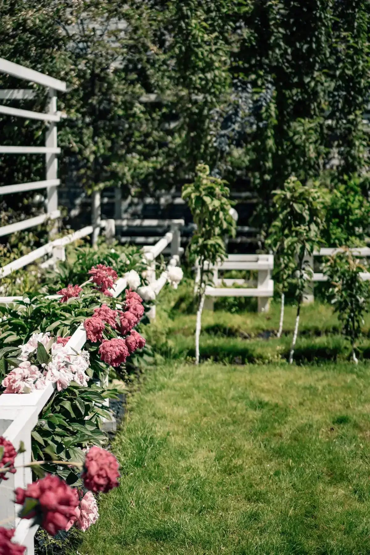 Serene garden featuring vibrant flowers along a white wooden fence under a sunny sky