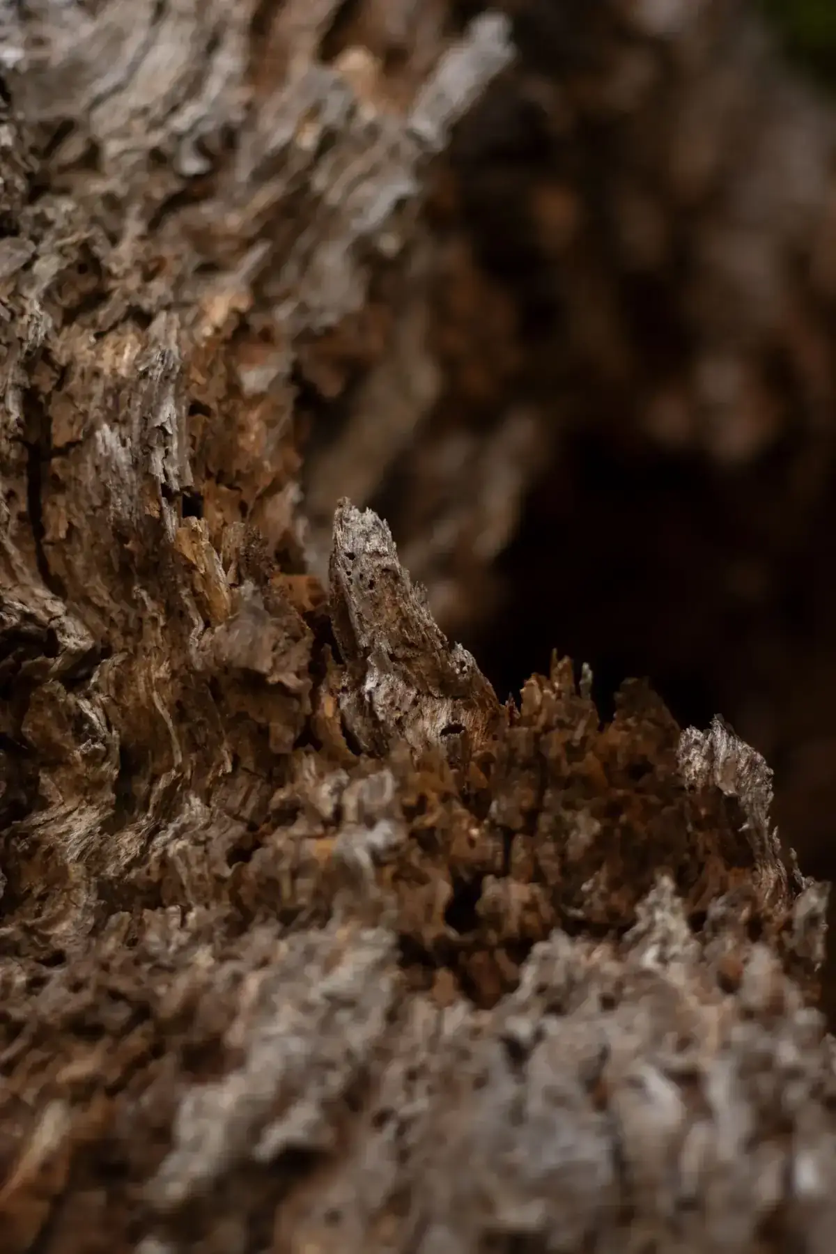Detailed close-up of a rough wooden texture showcasing natural patterns and colors