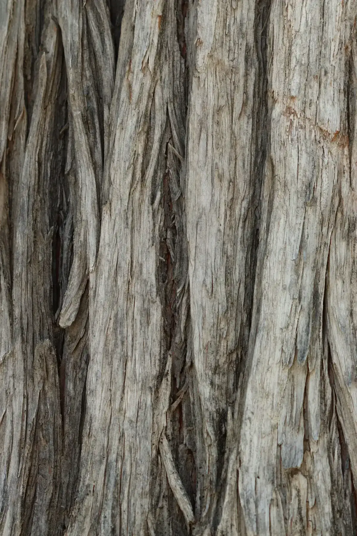 A detailed close-up of rough, textured tree bark showcasing natural patterns and earthy tones
