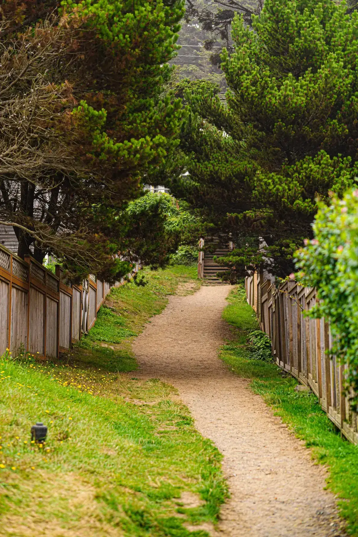 A tranquil unpaved path lined with fences amid lush greenery and trees, perfect for nature walks