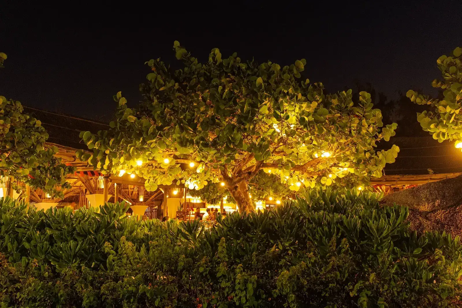 Outdoor seating beneath a tree canopy illuminated by string lights at night