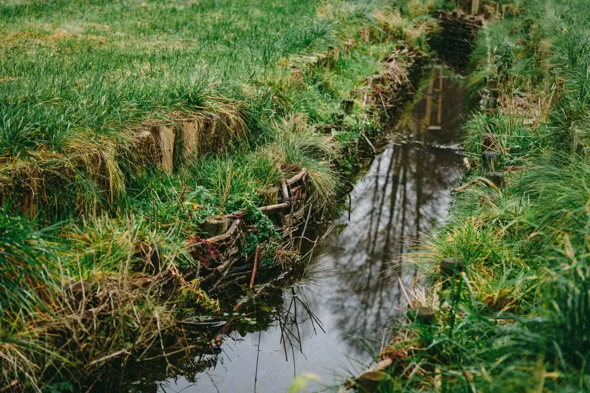 Natural drainage channel flowing through lush green grass