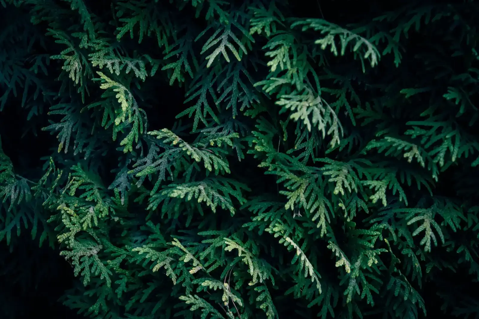 Close-up of dark green coniferous cedar leaves for natural background or texture